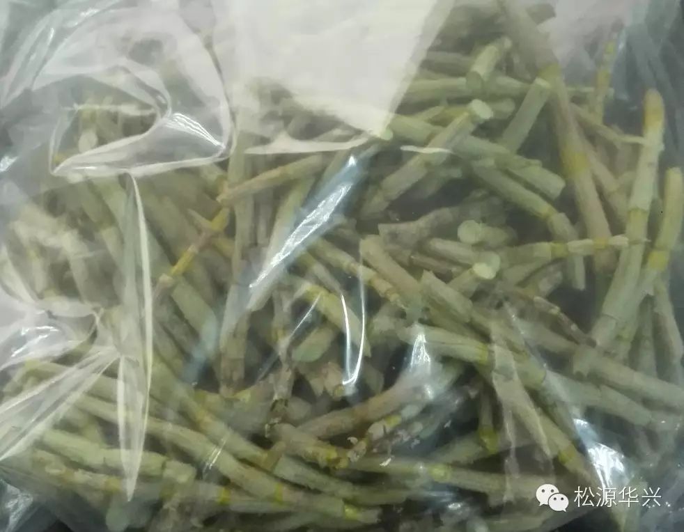 淺談?wù)婵諆龈杉夹g(shù)在鐵皮石斛干燥加工中的應(yīng)用